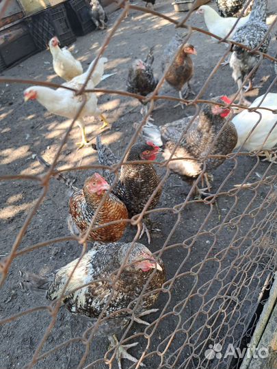 Молодки от породистых кур