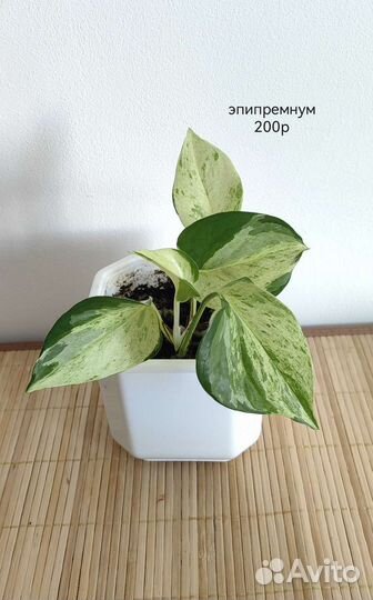 Эпипремнум традесканция