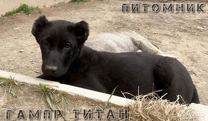 Чёрные Гампры-Щенки Эксклюзив