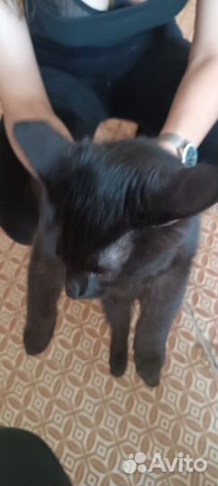 Котëнок в хорошие руки