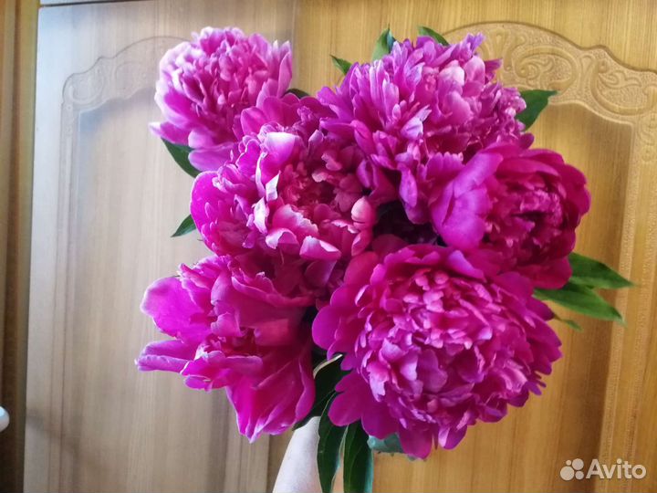 Пионы корни