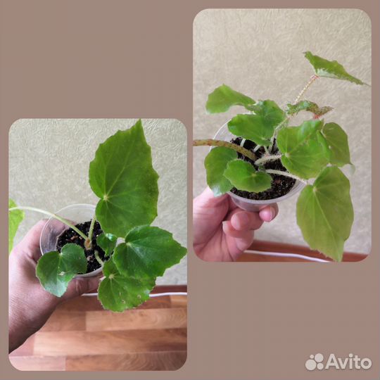 Бегонии разных сортов