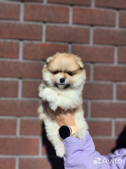 Щенки шпица