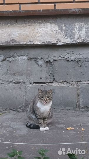 Кошки в добрые руки бесплатно