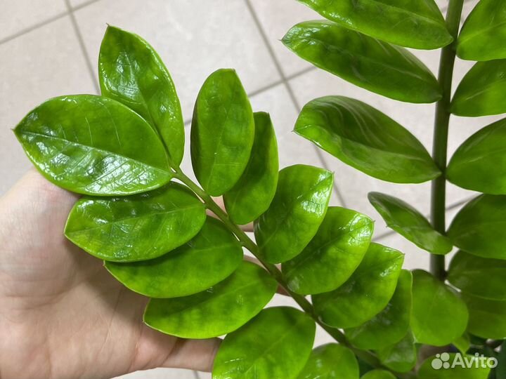 Замиокулькас 70см