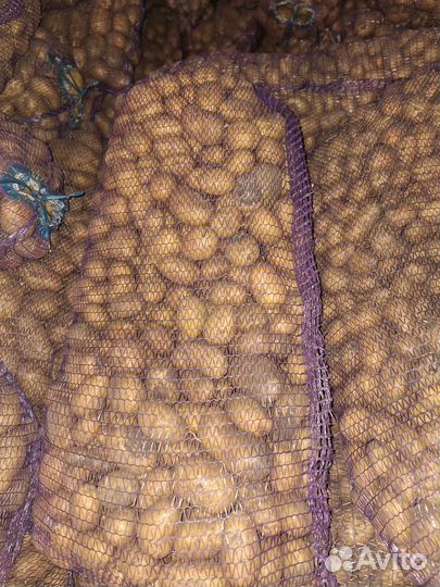 Семенной картофель