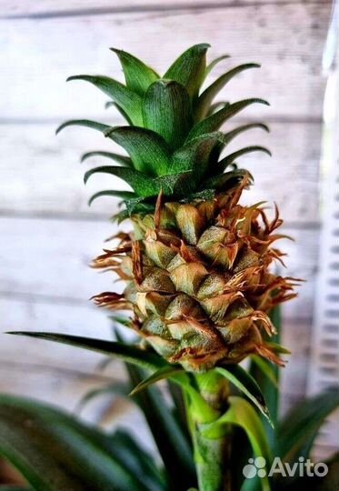 Комнатные Плодовые Растения