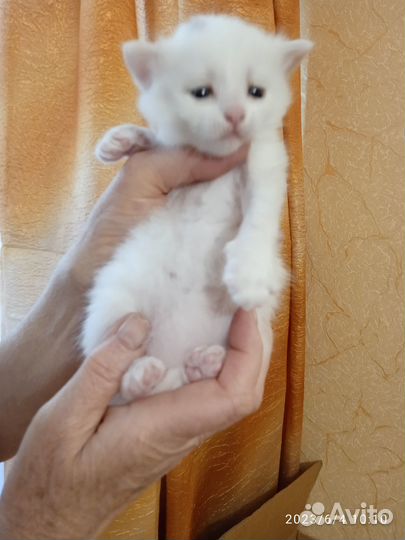 Котята Русская белая можно забирать