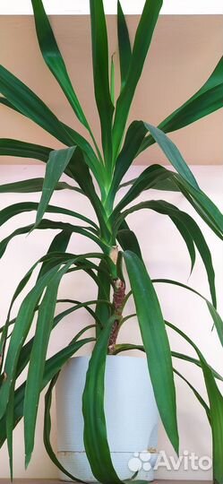 Живые цветы