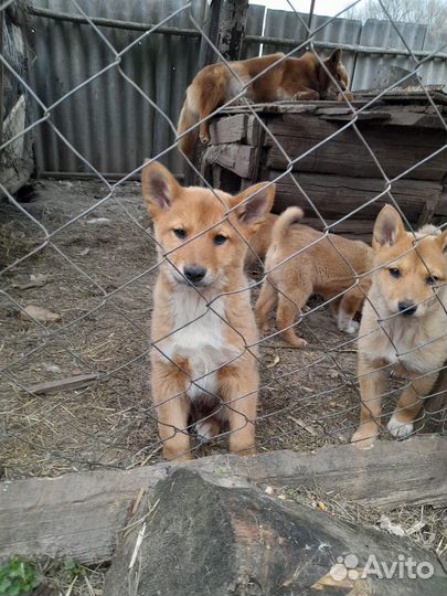 Щенки Помесь Западно-сибирской с Карело-финской л