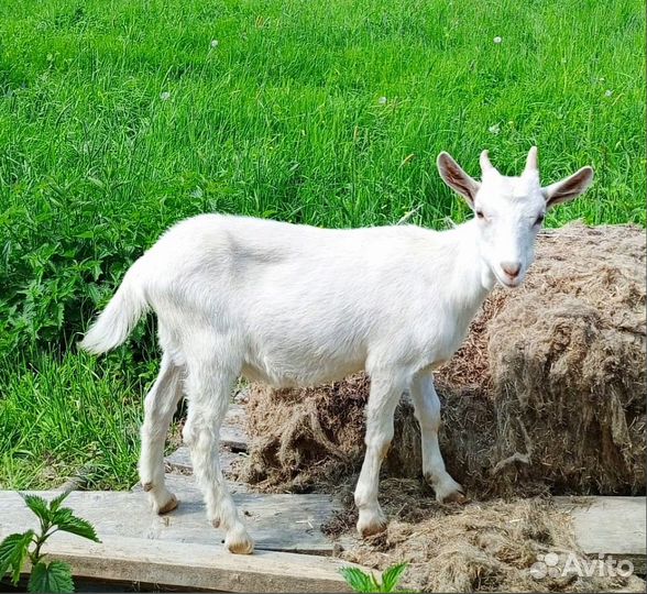 Зааненские козлята