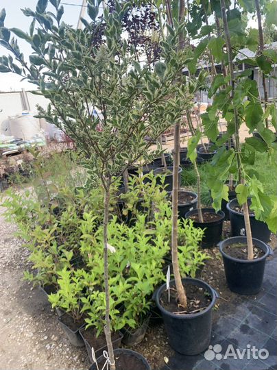 Бересклет на штамбе