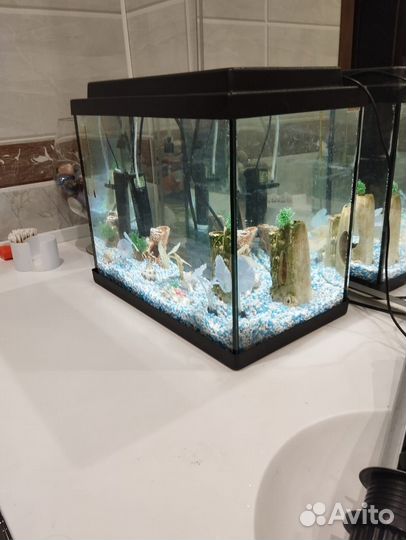 Аквариум со всем содержимым