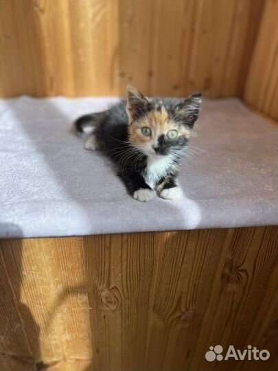 Котенок девочка бесплатно