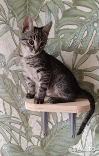 Котёнок тигрёнок 2,5мес ищет семью