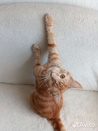 Кошка