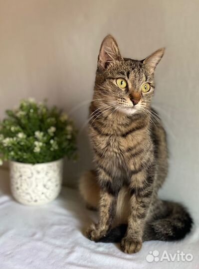 Кошечка ласкушка