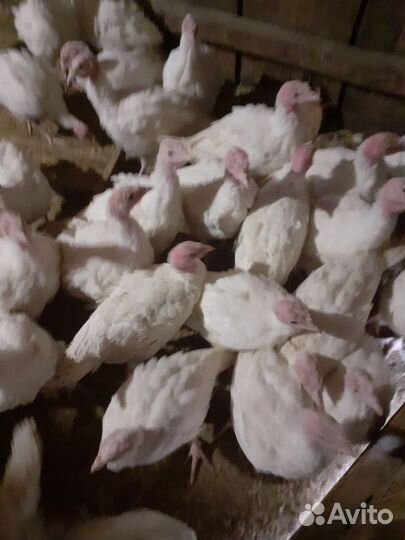 Индюшата биг 6 подрощенные