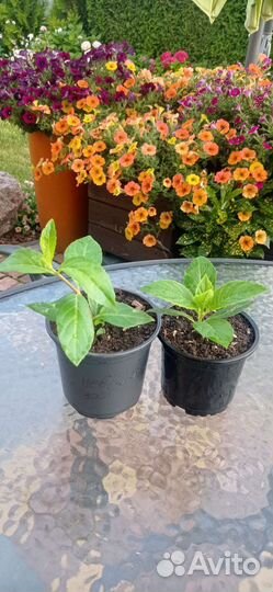 Гортензия сбежавшая невеста и пильчатая