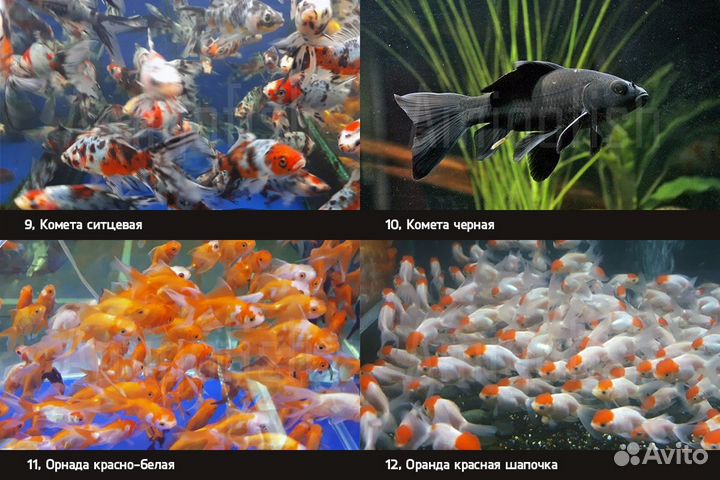 Карп кои карась комета золотая рыбка купить