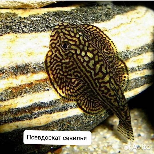 Аквариумные рыбки