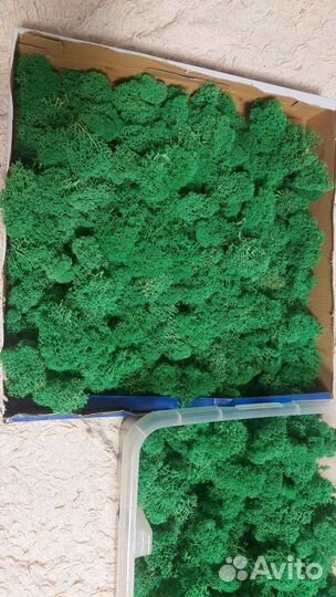 Стабилизированный мох