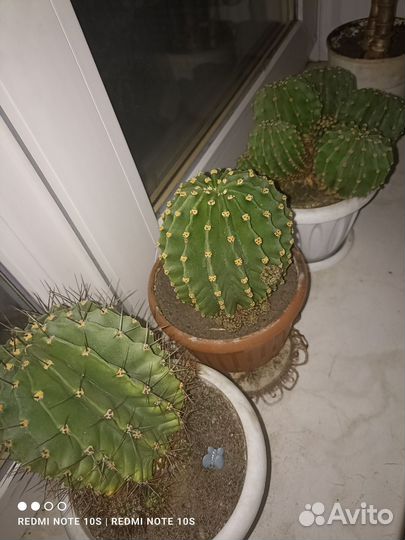 Кактусы и суккуленты