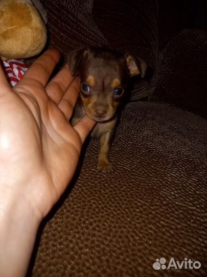 Мини той-терьер