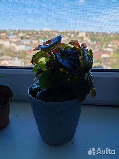 Комнатные цветы