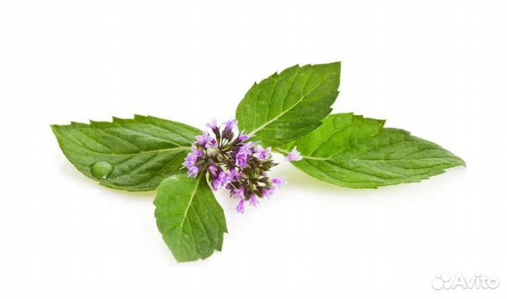 Майоран. Эфирное масло дотерра