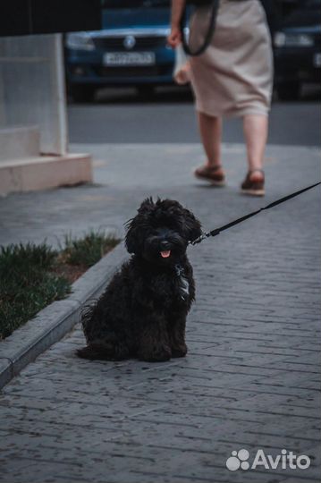 Мальтипу вязка