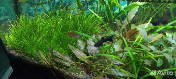 Аквариумные растения