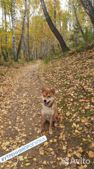Кобель для вязки