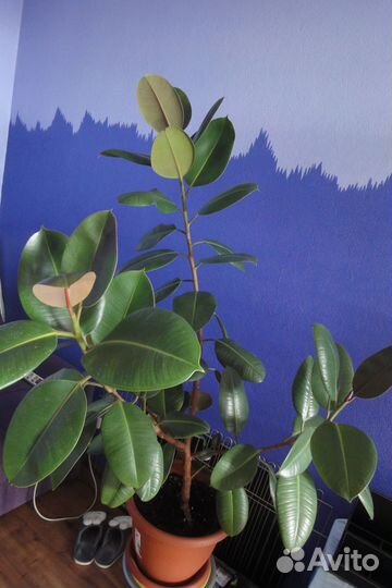 Крупномеры домашние Фикус алоказия регал роза кофе