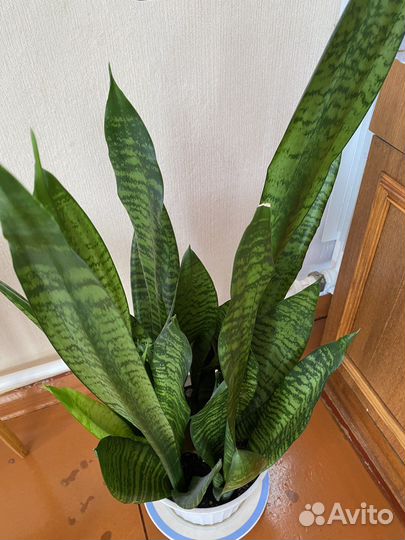 Сансевиерия тещин язык щучий хвост цветы
