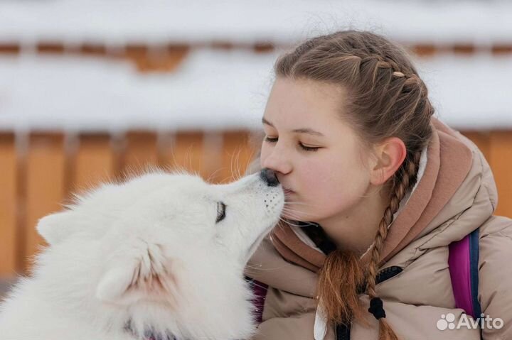 Выгул/дрессировка/передержка собак
