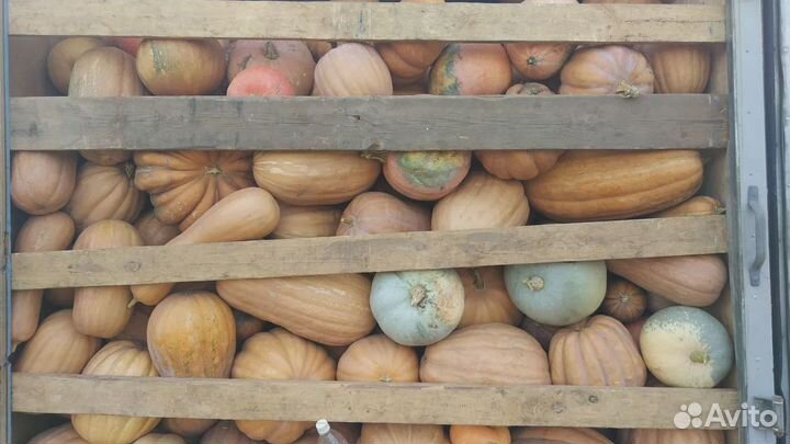 Семена арбуз, дыня