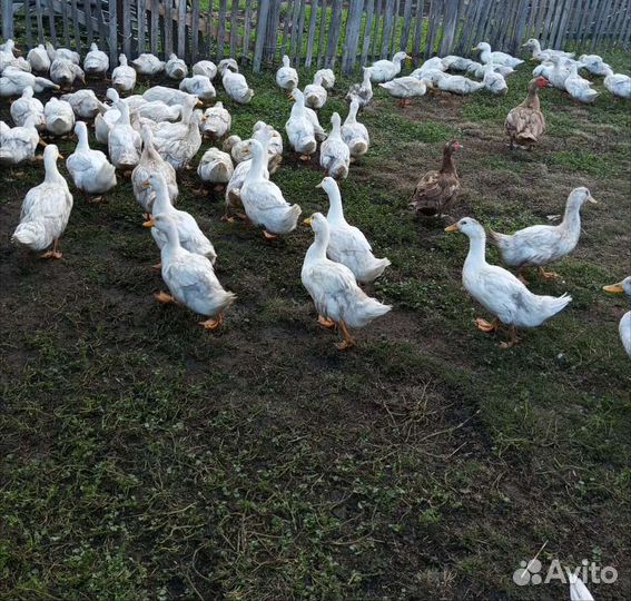 Утки чили вили