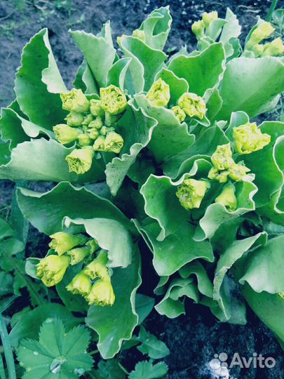 Примулы ушковые