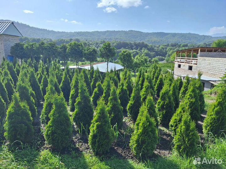 Туи смарагд премиум