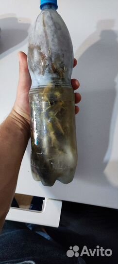 Саранча на сома