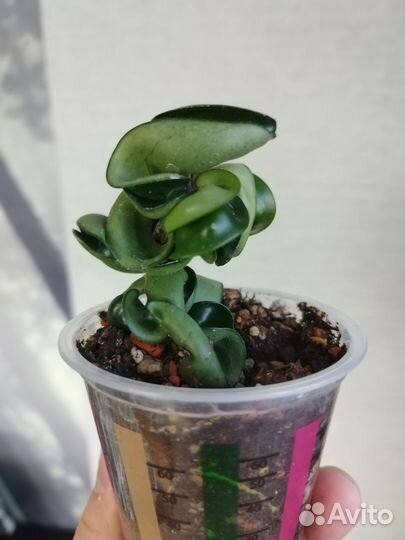 Хойя компакта