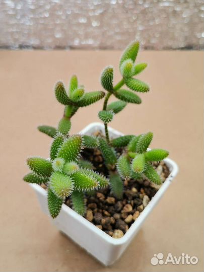 Делосперма эхинатум