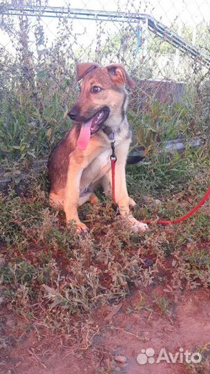 Щенок в добрые руки