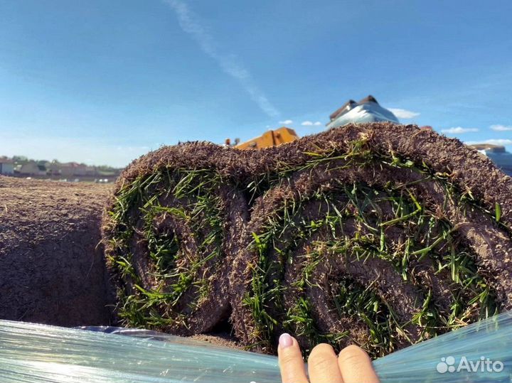 Рулонный газон - производство,доставка,укладка