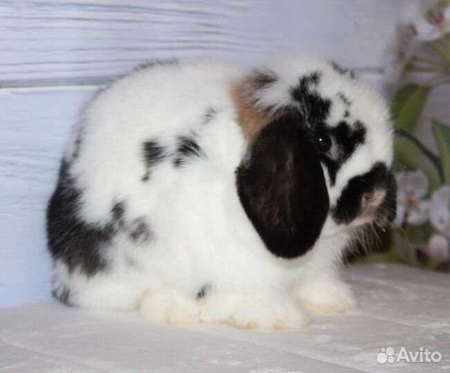 Расписной мальчишка Минилоп