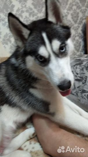 Убежала хаски 07.07.24