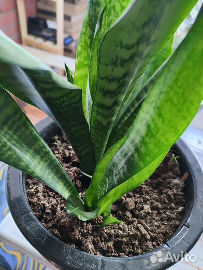 Сансевиерия щучий хвост