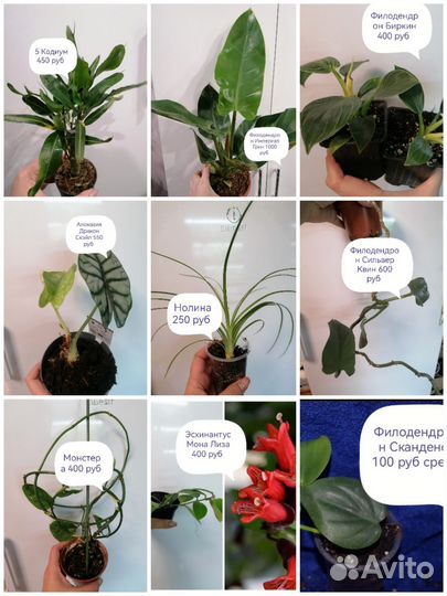 Цветы комнатные (Орхидеи, Антуриумы, Азалии и т. д