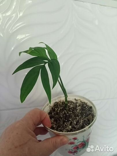 Сингониумы,монстеры,аглаонемы сортовые